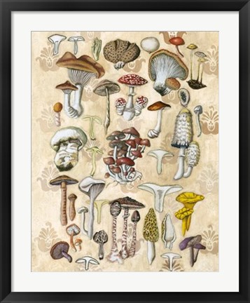 Framed Mycological Study Print