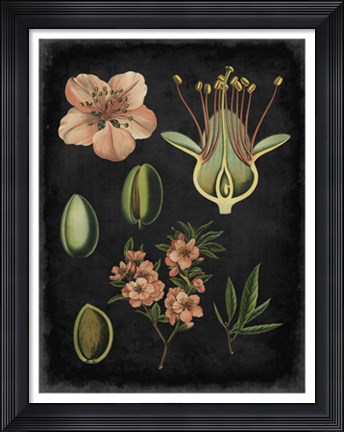 Framed Study in Botany I Print