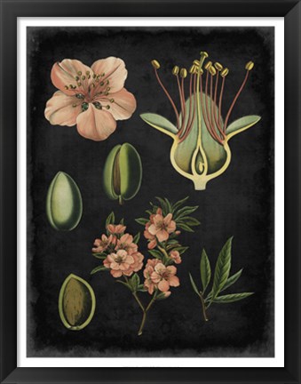 Framed Study in Botany I Print