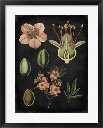 Framed Study in Botany I Print