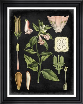 Framed Study in Botany II Print