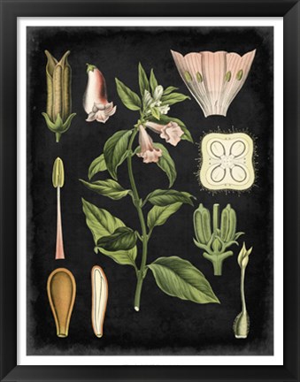 Framed Study in Botany II Print