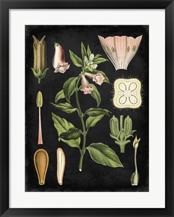 Framed Study in Botany II Print