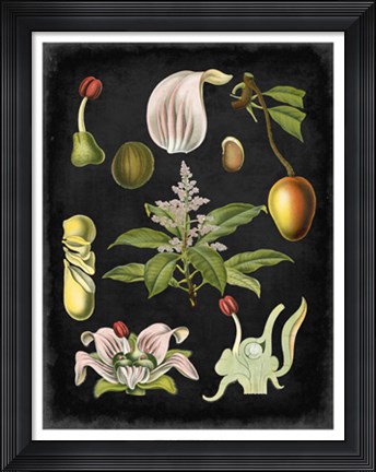 Framed Study in Botany III Print