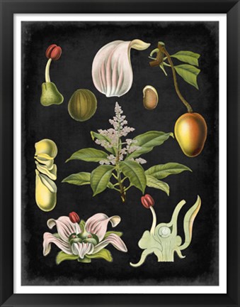 Framed Study in Botany III Print