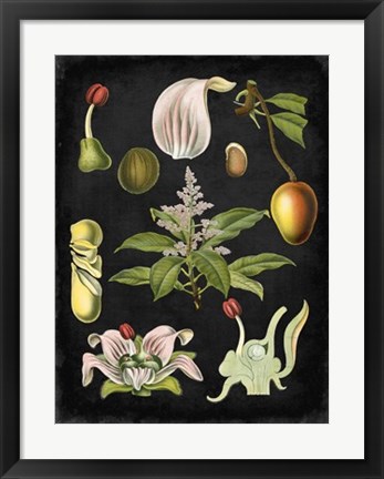 Framed Study in Botany III Print