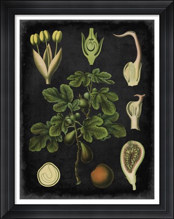 Framed Study in Botany IV Print
