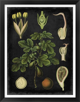Framed Study in Botany IV Print