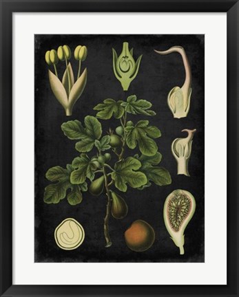 Framed Study in Botany IV Print