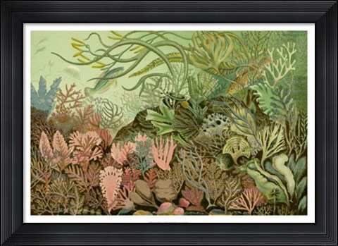 Framed Seaweed Panorama Print