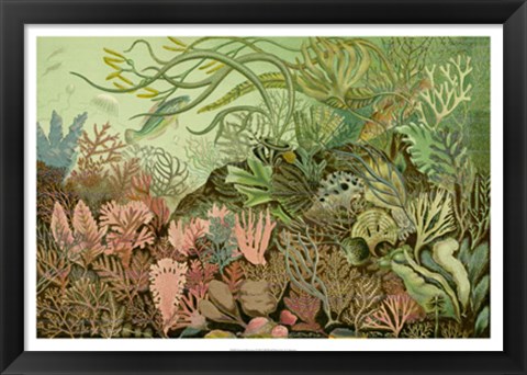 Framed Seaweed Panorama Print