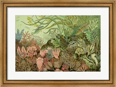 Framed Seaweed Panorama Print