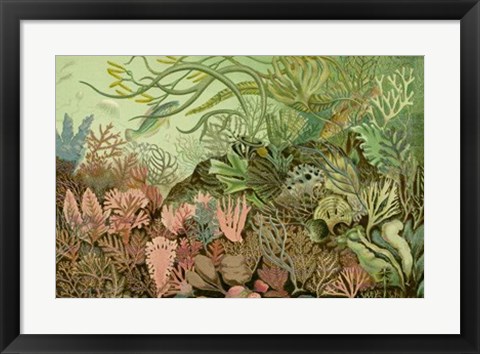 Framed Seaweed Panorama Print