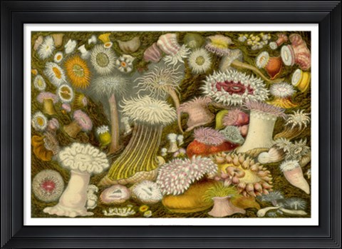 Framed Sea Anemone Panorama Print