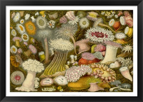 Framed Sea Anemone Panorama Print