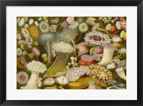 Framed Sea Anemone Panorama Print