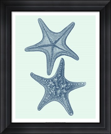 Framed Coastal Curio I Print