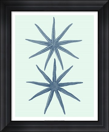 Framed Coastal Curio II Print