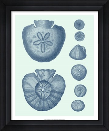 Framed Coastal Curio IV Print