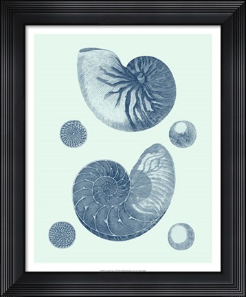 Framed Coastal Curio VI Print