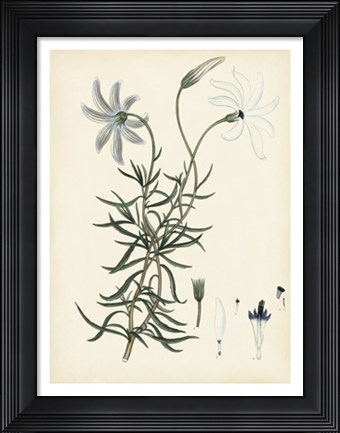 Framed Splendors of Botany II Print