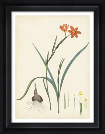 Framed Splendors of Botany III Print