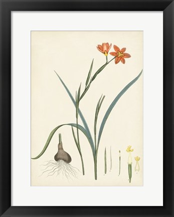 Framed Splendors of Botany III Print