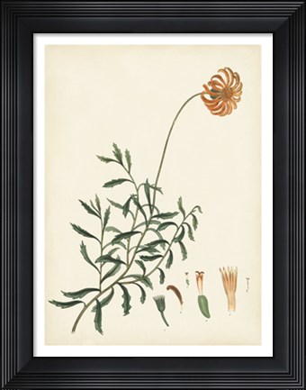 Framed Splendors of Botany IV Print