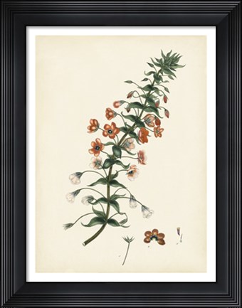 Framed Splendors of Botany V Print