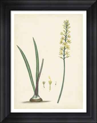 Framed Splendors of Botany VI Print