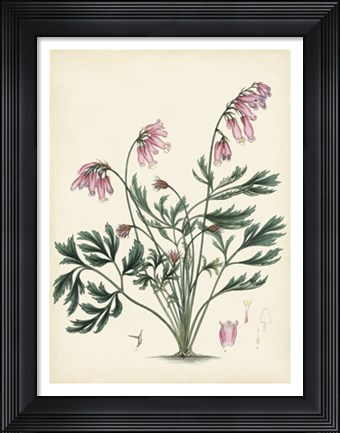 Framed Splendors of Botany VII Print
