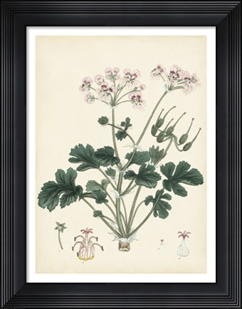 Framed Splendors of Botany IX Print
