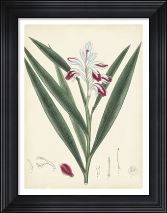 Framed Splendors of Botany XI Print