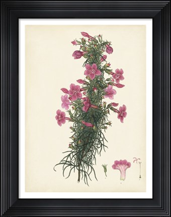 Framed Splendors of Botany XII Print