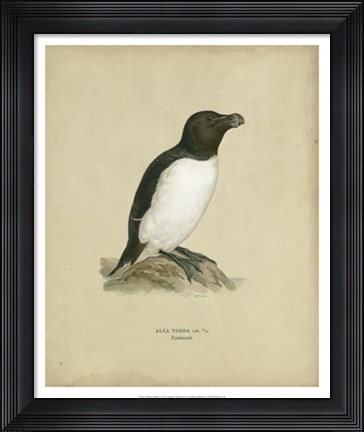 Framed Antique Penguin I Print