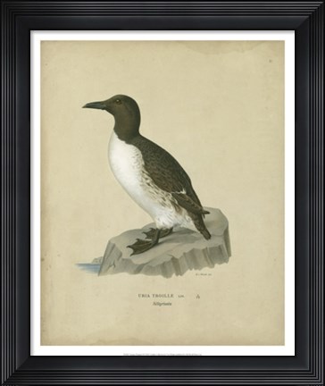 Framed Antique Penguin II Print