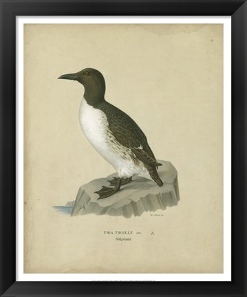 Framed Antique Penguin II Print