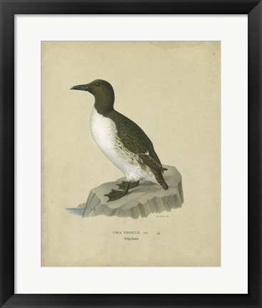 Framed Antique Penguin II Print