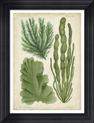 Framed Seaweed Specimen in Green I Print