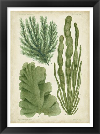 Framed Seaweed Specimen in Green I Print