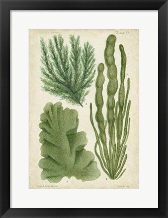 Framed Seaweed Specimen in Green I Print