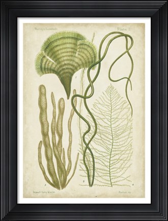 Framed Seaweed Specimen in Green II Print