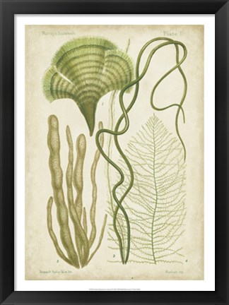 Framed Seaweed Specimen in Green II Print