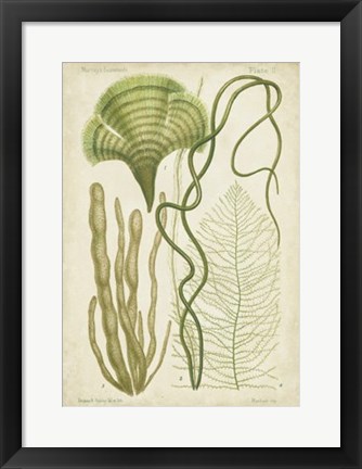 Framed Seaweed Specimen in Green II Print