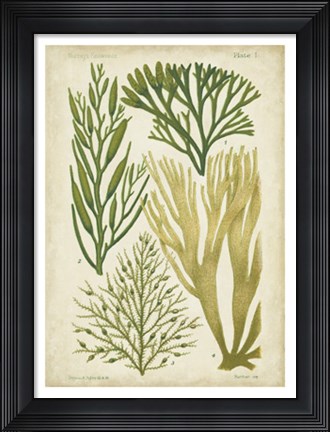 Framed Seaweed Specimen in Green III Print