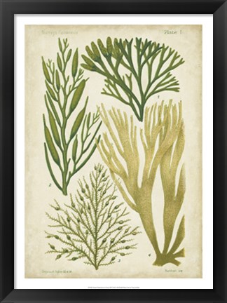 Framed Seaweed Specimen in Green III Print