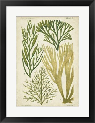 Framed Seaweed Specimen in Green III Print