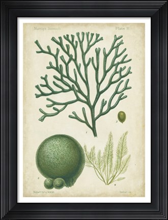 Framed Seaweed Specimen in Green IV Print