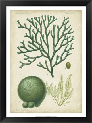 Framed Seaweed Specimen in Green IV Print