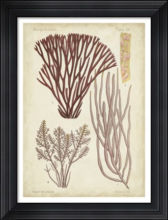 Framed Seaweed Specimen in Coral I Print